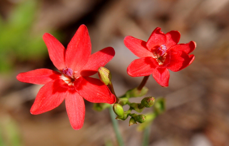 [Two seven-petal red flowers. One is fully open with the other has some of its petals curled. In the center are long purple-pink stamen. ]